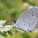 Eastern Tailed-Blue by rhoing