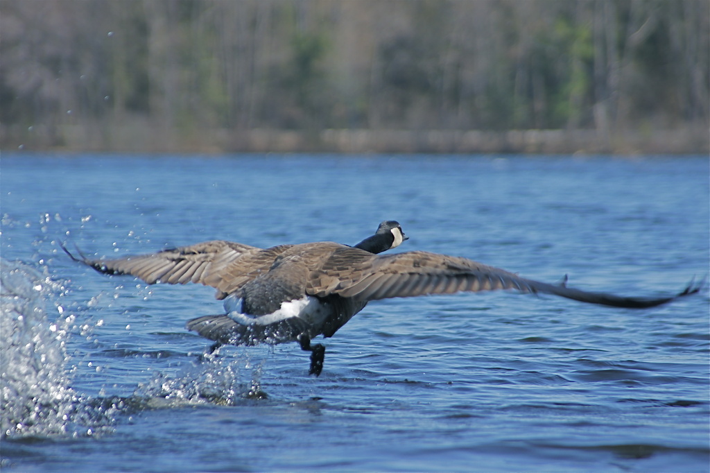 Short Flight of a Canada Goose by rob257