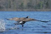 4th May 2013 - Short Flight of a Canada Goose