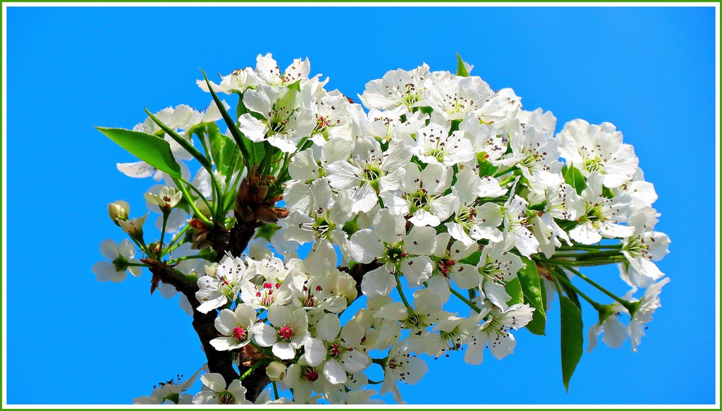 Another Pear Blossom by juliedduncan