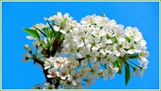 5th May 2013 - Another Pear Blossom