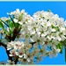 Another Pear Blossom by juliedduncan
