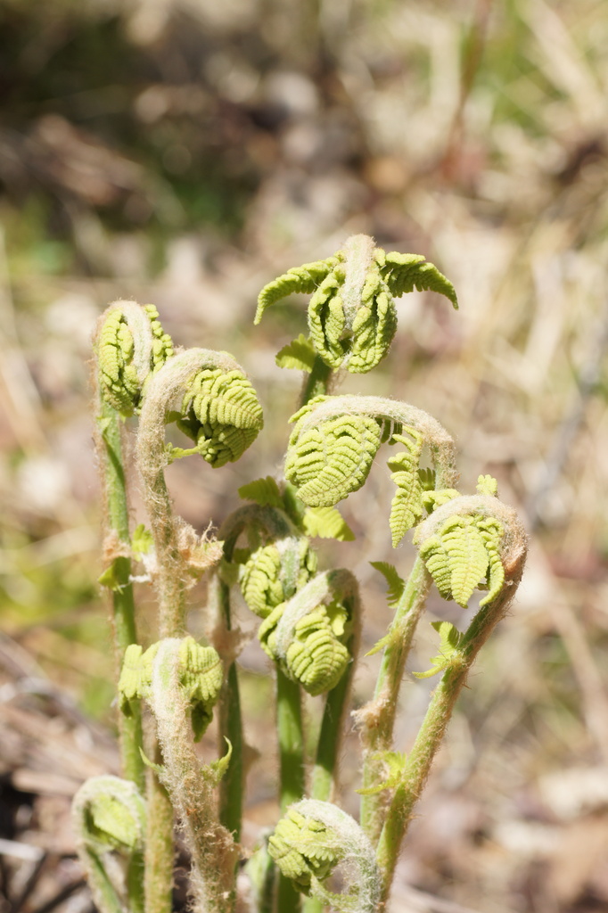 Fiddleheads? by rob257