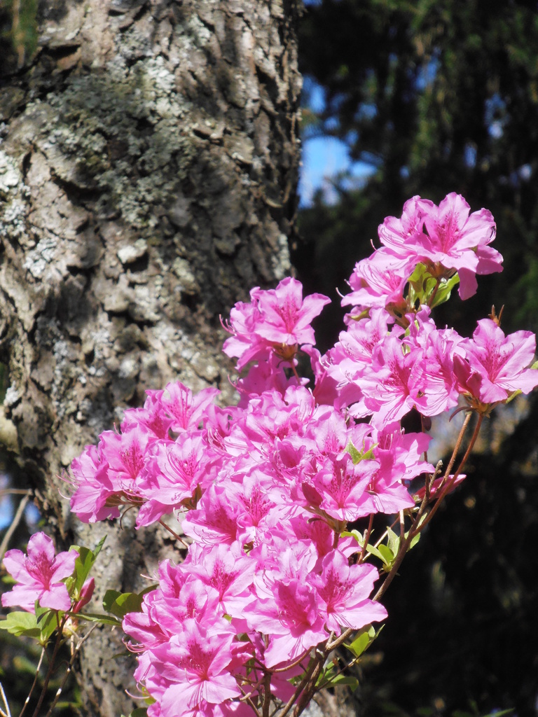 Azaleas by julie