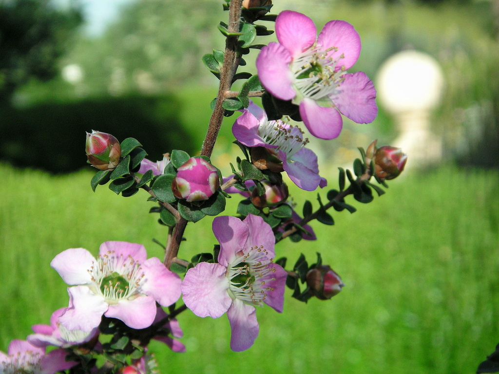 Pewter Bells in Bloom by pasadenarose