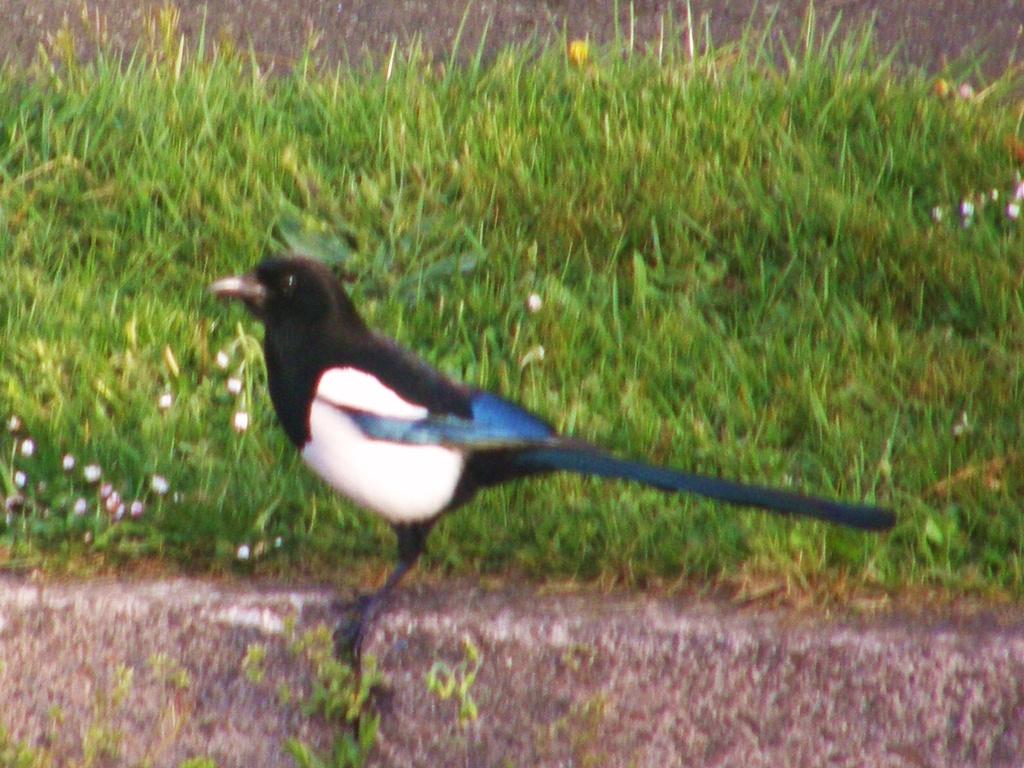 Magpie  by beryl