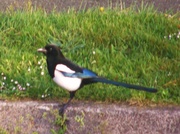 6th May 2013 - Magpie 