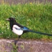 Magpie  by beryl