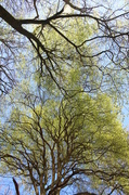 29th Apr 2013 - Trees in the New Forest 