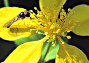 6th May 2013 - bug on a kerria flower 