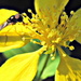 bug on a kerria flower  by quietpurplehaze