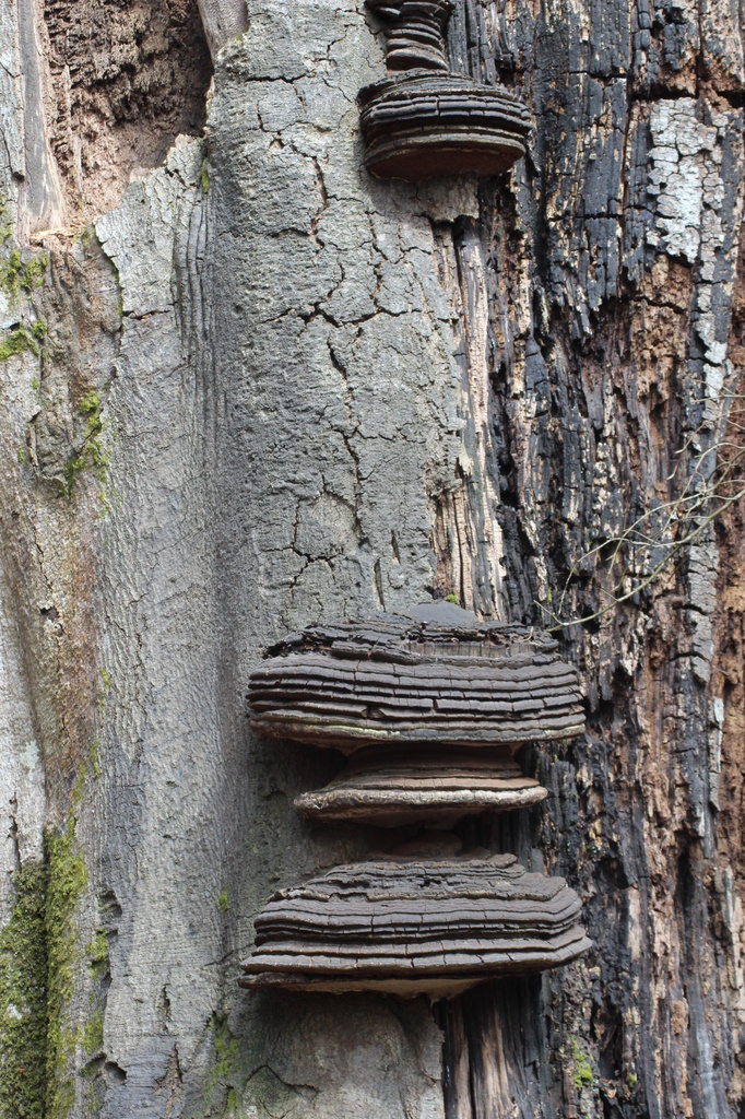 Trees - bracket fungus  by mariadarby