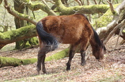 3rd May 2013 - New forest tail flick - Horse (words for May)