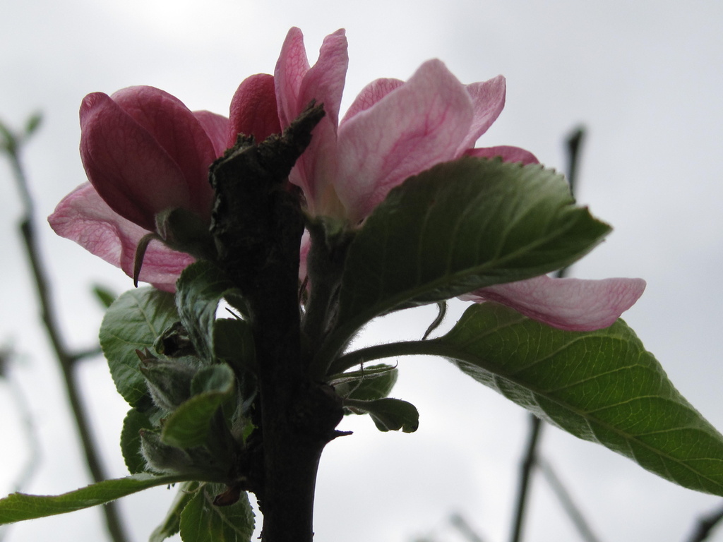 apple blossom by mariadarby