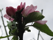 6th May 2013 - apple blossom