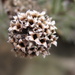 lavender seedhead by mariadarby
