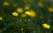 6th May 2013 - buttercup
