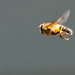 6th May Hoverfly by pamknowler