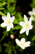 6th May 2013 - White anemones/hvitveis