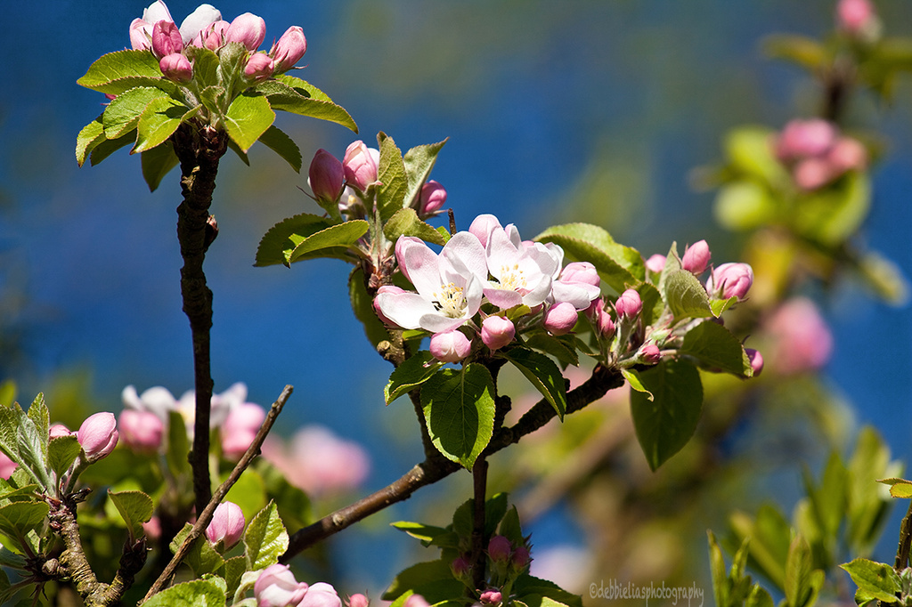 6.5.13 Apple Blossom Time by stoat