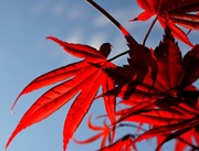 6th May 2013 - Japanese Maple  