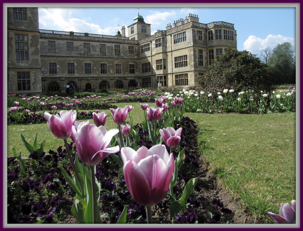 Tulips at Audley End by busylady