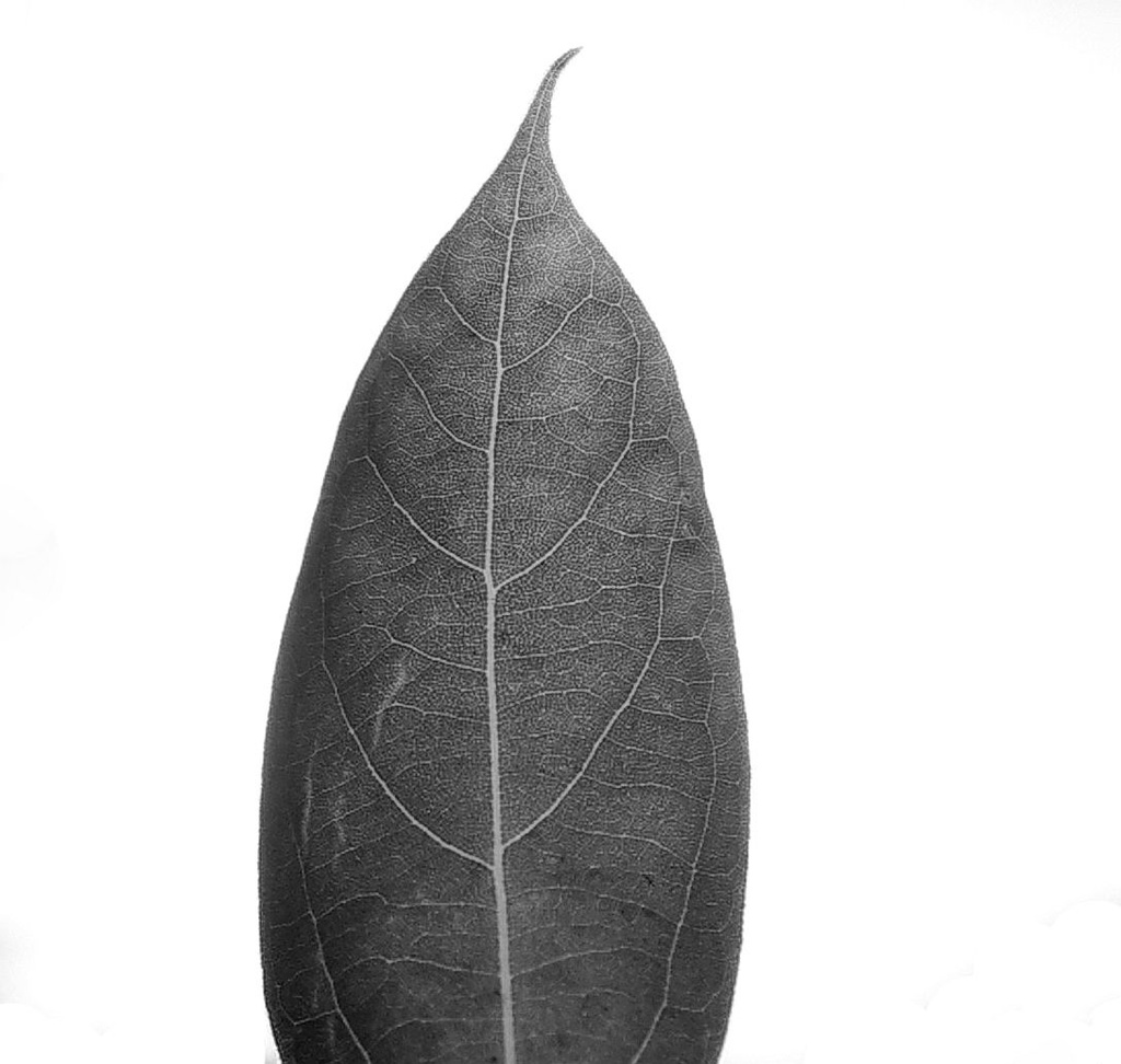 (Day 79) - Leaf’s Skeleton by cjphoto