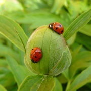 5th May 2013 - Ladybirds
