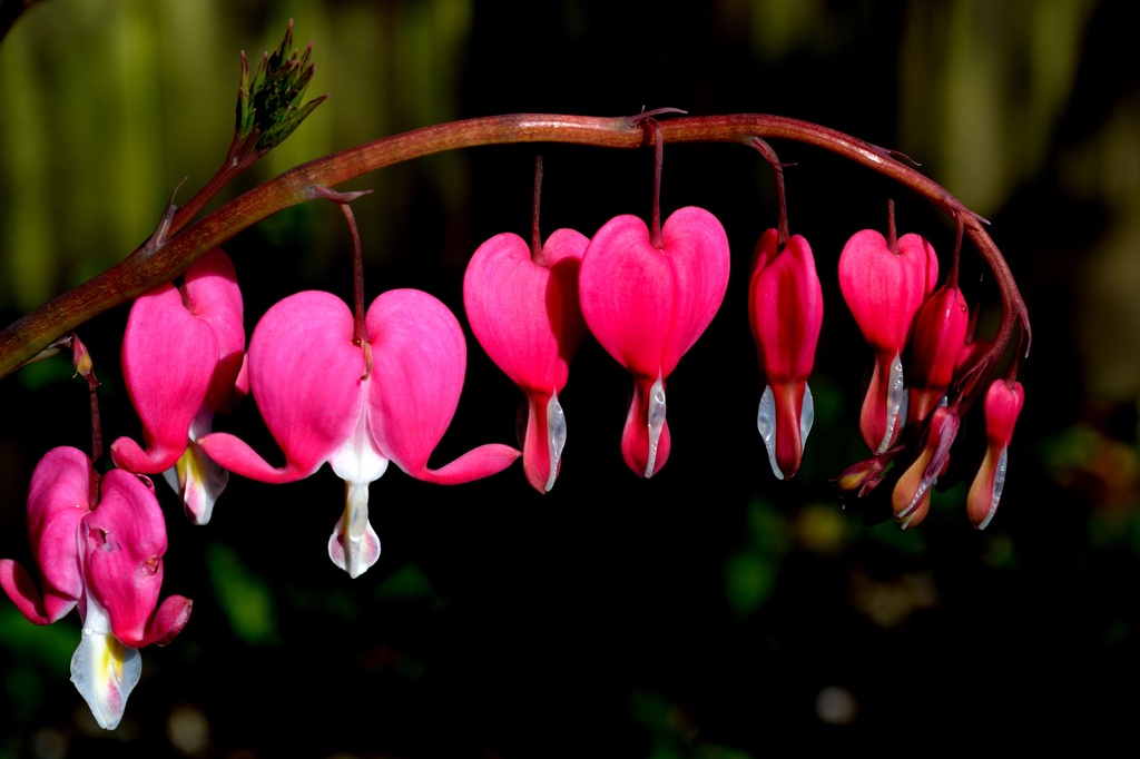 Bleeding Hearts by philr