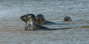 4th May 2013 - Seals!