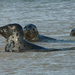 Seals! by darkhorse