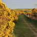 Follow the yellow edged road by shepherdman