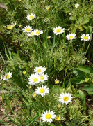 6th May 2013 - Just Daisies