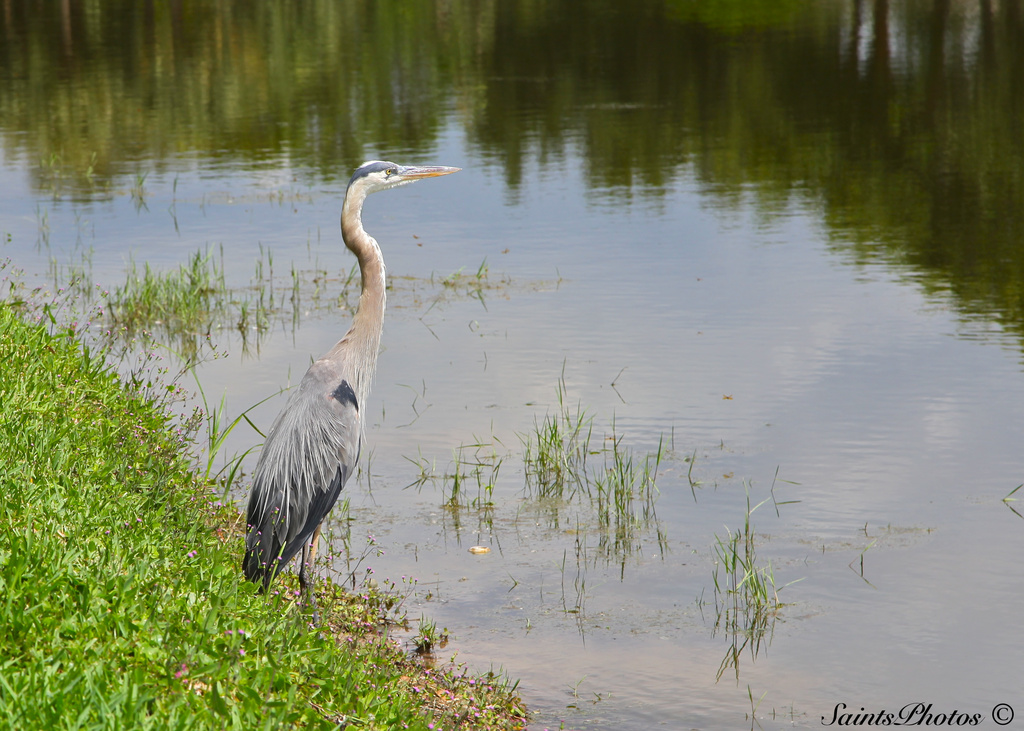 Great Blue Heron by stcyr1up