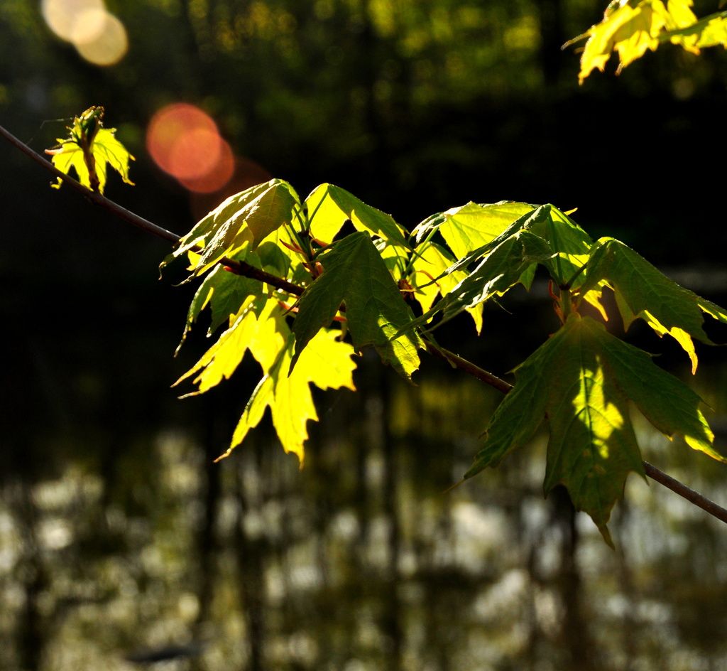 Sunlight & Maple Leaves by jayberg