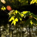 Sunlight & Maple Leaves by jayberg