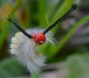 6th May 2013 - White-Marked Tussock Moth Caterpillar
