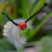 White-Marked Tussock Moth Caterpillar by kathyladley