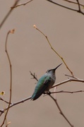 6th May 2013 - Hummingbird