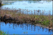 1st May 2013 - Reflecting the reeds.
