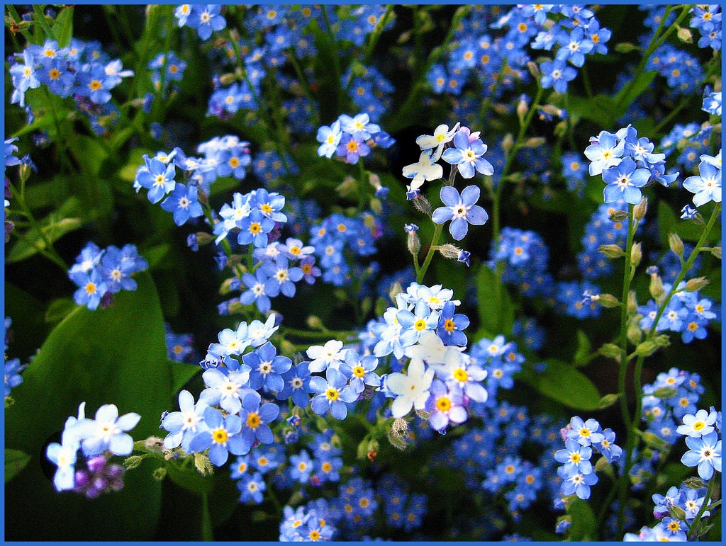 Forget-Me-Not by olivetreeann