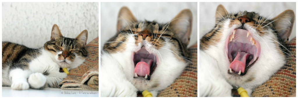 Yawn by parisouailleurs