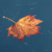 Lone Autumn Leaf by onewing