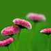 Bellis in colour by seanoneill
