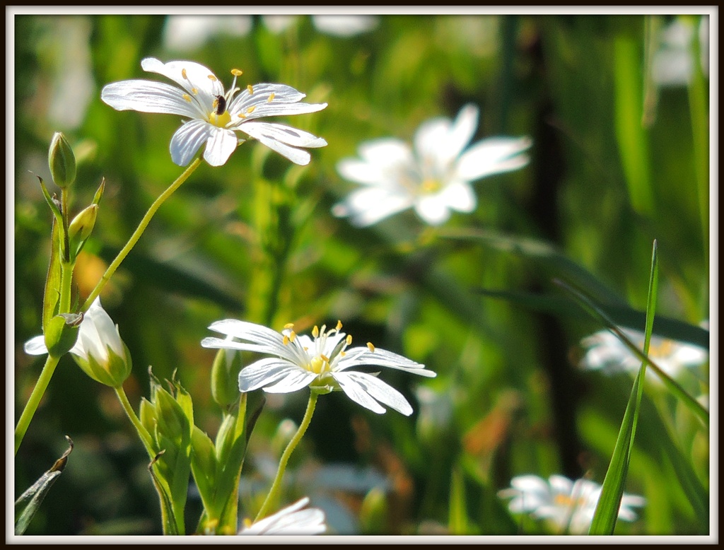 Pure white flowers (stitchwort) by rosiekind