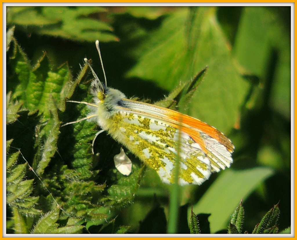 Orange tip butterfly by rosiekind
