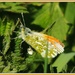 Orange tip butterfly by rosiekind