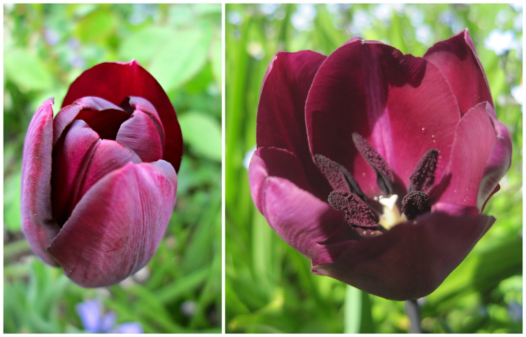 stages of a tulip by quietpurplehaze