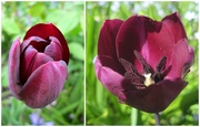 7th May 2013 - stages of a tulip