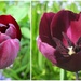stages of a tulip by quietpurplehaze